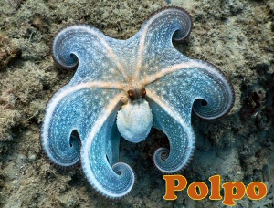 polpo